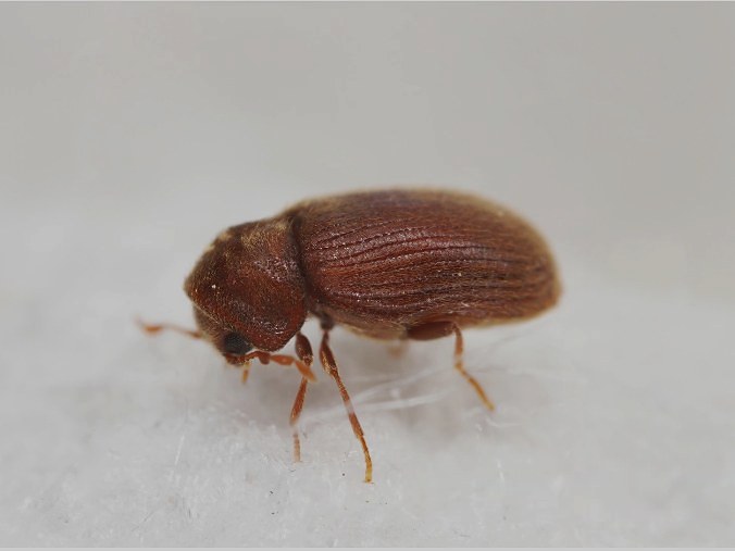 A drugstore beetle seen from the side on a white surface, a reddish-brown oblong beetle with fine lengthwise grooves on its wing covers and its head tucked down under its shield