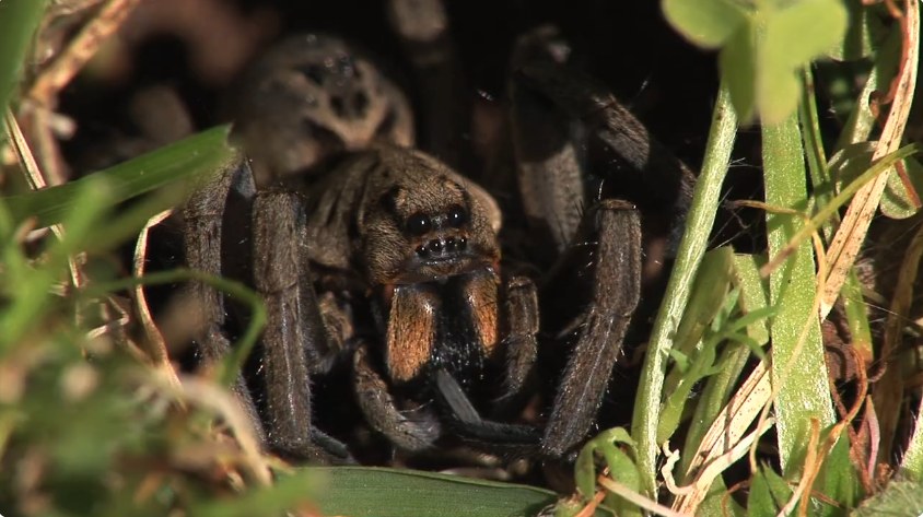 Close-up of a wolf spider, the hairy brown hunter behind most reports of a wolf spider bite, showing its banded legs and the compact group of eyes on the front of the head