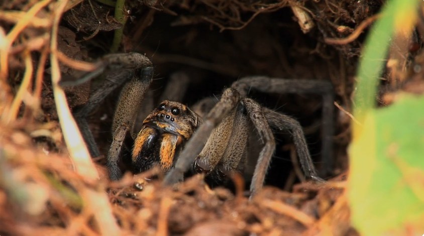 A wolf spider at the mouth of its burrow with two large forward-facing eyes, the spider people find indoors before they notice a wolf spider bite