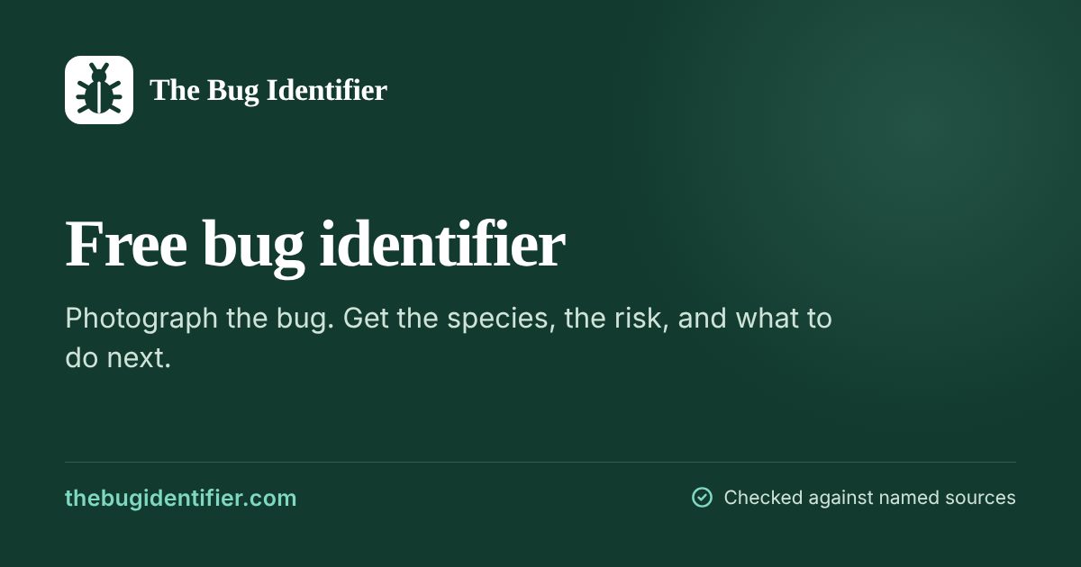 Types Of Bees How To Identify The Ones You Actually See Types Of Bees How To Identify The Ones You Actually See